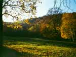 Waldzustand © Land Steiermark Waldzustand © Land Steiermark