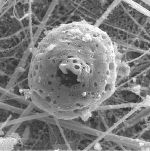 Russpartikel etwa 1000fach vergrößert © Land Steiermark