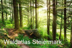 Unser Wald im Detail