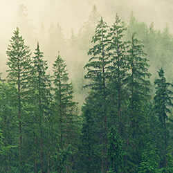 Wald © Fotolia