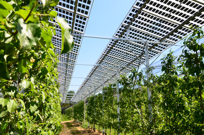 Agri-Photovoltaik und Obstbau